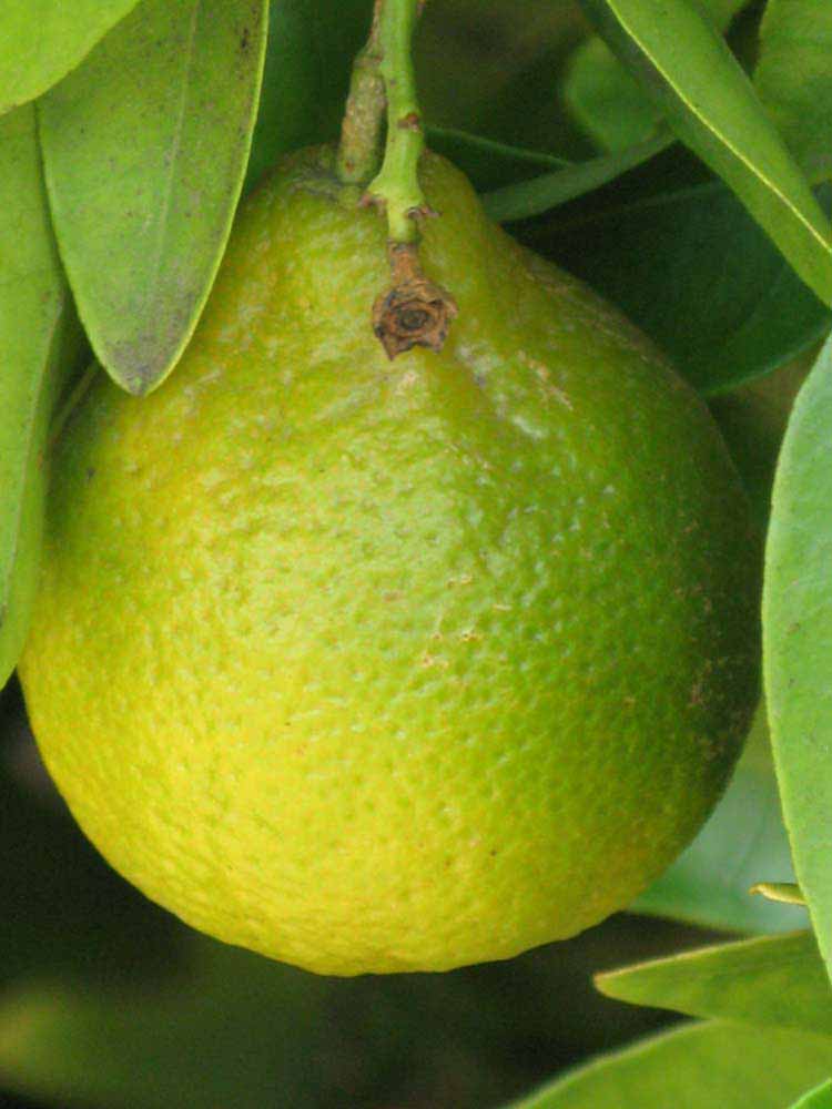            Immature fruit (Riverside, CA)   